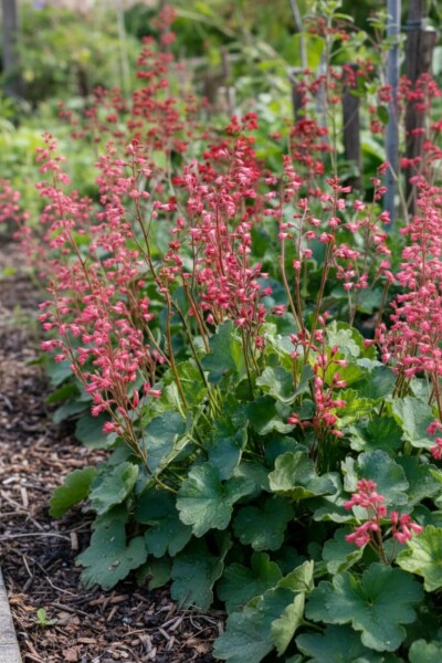 Heuchera brizoides 'Pluie de Feu'