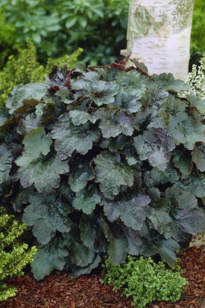 Purpurglöckchen Heuchera micrantha 'Rachel' 5-10 Topf P9 Heuchera micrantha 'Rachel'