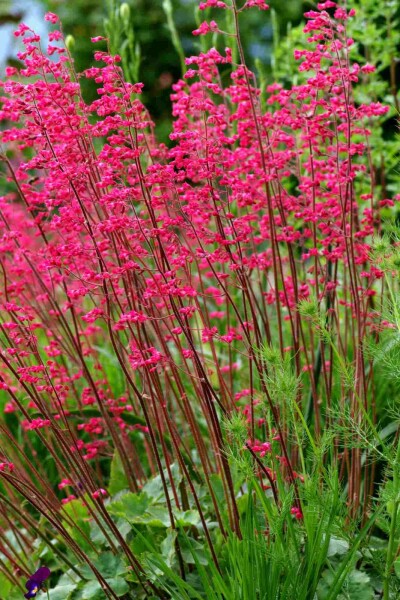 Purpurglöckchen Heuchera sanguinea 5-10 Topf P9 Heuchera sanguinea