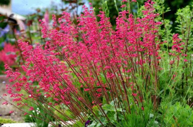 Purpurglöckchen Heuchera sanguinea 5-10 Topf P9 Heuchera sanguinea