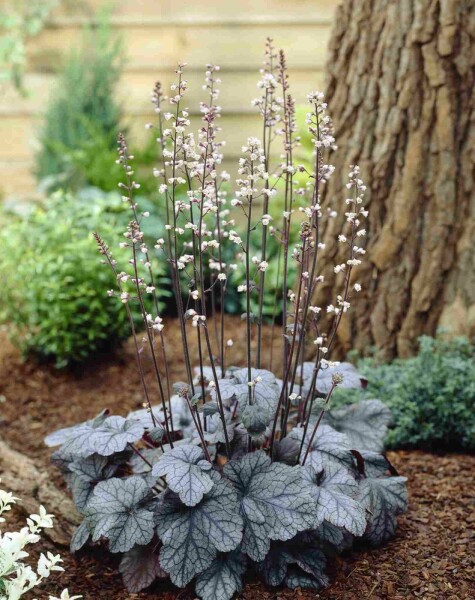 Purpurglöckchen Heuchera micrantha 'Silver Scrolls' 5-10 Topf P9 Heuchera micrantha 'Silver Scrolls'