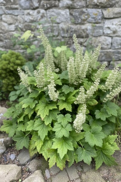 Purpurglöckchen Heuchera villosa 'Chantilly' 5-10 Topf P9 Heuchera villosa 'Chantilly'