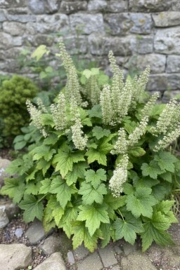 Heuchera villosa 'Chantilly'