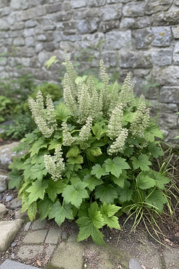 Purpurglöckchen Heuchera villosa 'Chantilly' 5-10 Topf P9 Heuchera villosa 'Chantilly'
