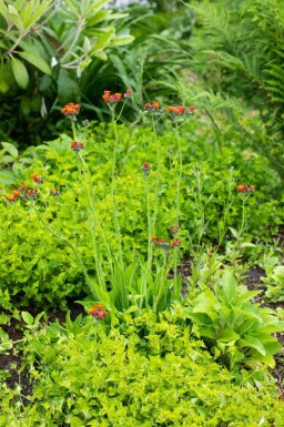 Rotes habichtskraut Hieracium aurantiacum 5-10 Topf P9 Hieracium aurantiacum
