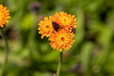 Rotes habichtskraut Hieracium aurantiacum 5-10 Topf P9 Hieracium aurantiacum
