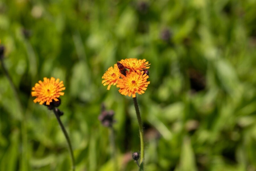 Rotes habichtskraut Hieracium aurantiacum 5-10 Topf P9 Hieracium aurantiacum