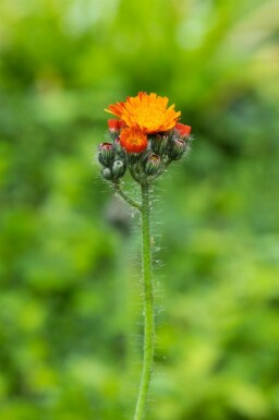 Rotes habichtskraut Hieracium aurantiacum 5-10 Topf P9 Hieracium aurantiacum