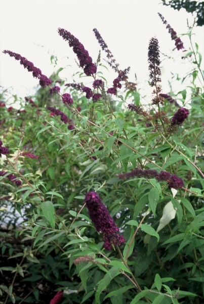 Schmetterlingsstrauch 'Black Knight' Buddleja davidii 'Black Knight' strauch 30-40 C2 Buddleja davidii 'Black Knight' Strauch 30-40 cm