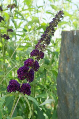 Schmetterlingsstrauch BuddleJa davidii 'Black Knight' Topf Buddleja davidii 'Black Knight' Strauch