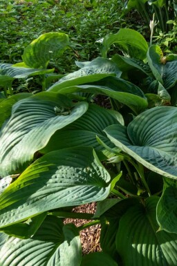 Funkie Hosta 'Empress Wu' 5-10 Topf P9 Hosta 'Empress Wu'