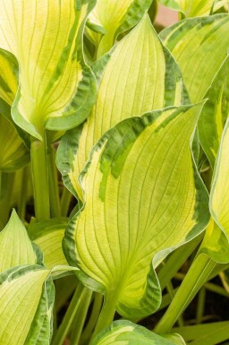 Funkie Hosta tardiana 'June' 5-10 Topf P9 Hosta tardiana 'June'
