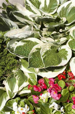 Funkie Hosta fortunei 'Patriot' 5-10 Topf P9 Hosta fortunei 'Patriot'