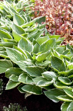 Funkie Hosta fortunei 'Patriot' 5-10 Topf P9 Hosta fortunei 'Patriot'
