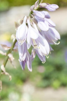 Funkie Hosta sieboldiana 5-10 Topf P9 Hosta sieboldiana