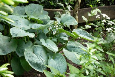 Funkie Hosta sieboldiana 5-10 Topf P9 Hosta sieboldiana