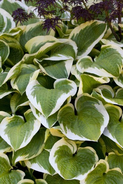 Funkie Hosta 'Wide Brim' 5-10 Topf P9 Hosta 'Wide Brim'