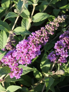 Sommerflieder BuddleJa davidii 'Blue Chip' Topf Buddleja davidii 'Blue Chip' Strauch