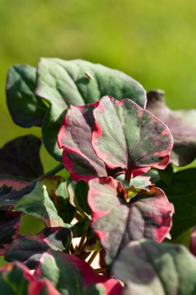 Eidechsenschwanz Houttuynia cordata 'Chameleon' 5-10 Topf P9 Houttuynia cordata 'Chameleon'