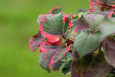 Eidechsenschwanz Houttuynia cordata 'Chameleon' 5-10 Topf P9 Houttuynia cordata 'Chameleon'