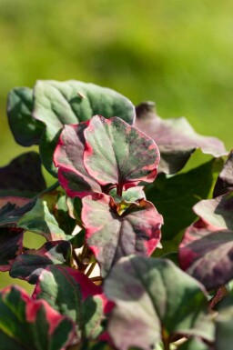 Eidechsenschwanz Houttuynia cordata 'Chameleon' 5-10 Topf P9 Houttuynia cordata 'Chameleon'