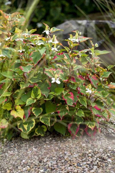 Chamäleonpflanze Houttuynia cordata 5-10 Topf P9 Houttuynia cordata