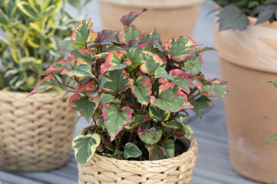 Chamäleonpflanze Houttuynia cordata 5-10 Topf P9 Houttuynia cordata