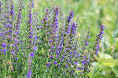 Ysop Hyssopus officinalis 5-10 Topf P9 Hyssopus officinalis