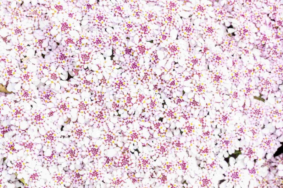 Schleifenblume Iberis sempervirens 'Pink Ice' 5-10 Topf P9 Iberis sempervirens 'Pink Ice'