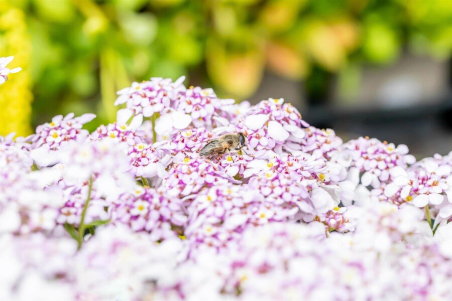 Schleifenblume Iberis sempervirens 'Pink Ice' 5-10 Topf P9 Iberis sempervirens 'Pink Ice'