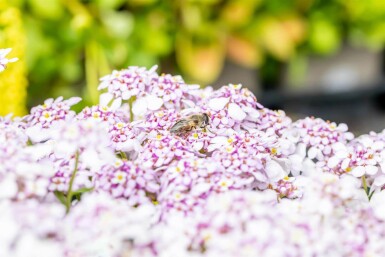 Schleifenblume Iberis sempervirens 'Pink Ice' 5-10 Topf P9 Iberis sempervirens 'Pink Ice'