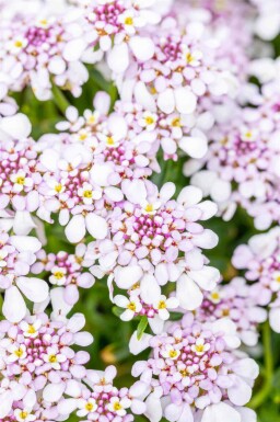 Schleifenblume Iberis sempervirens 'Pink Ice' 5-10 Topf P9 Iberis sempervirens 'Pink Ice'