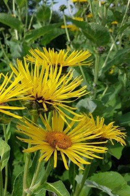 Alant Inula helenium 5-10 Topf P9 Inula helenium