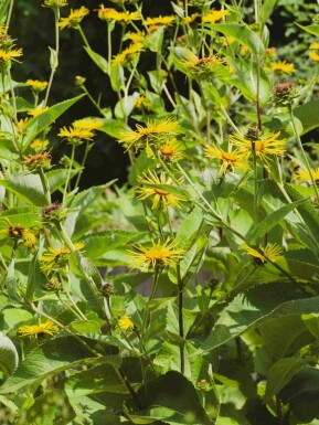 Riesenalant Inula magnifica 5-10 Topf P9 Inula magnifica