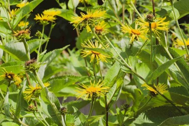 Riesenalant Inula magnifica 5-10 Topf P9 Inula magnifica