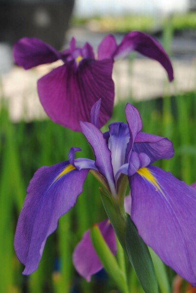 Japanische iris Iris ensata 5-10 Topf P9 Iris ensata