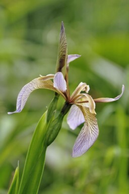 Stinkende schwertlilie Iris foetidissima 5-10 Topf P9 Iris foetidissima