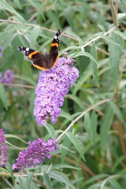 Schmetterlingsstrauch BuddleJa davidii 'Nanho Blue' Topf Buddleja davidii 'Nanho Blue' Strauch