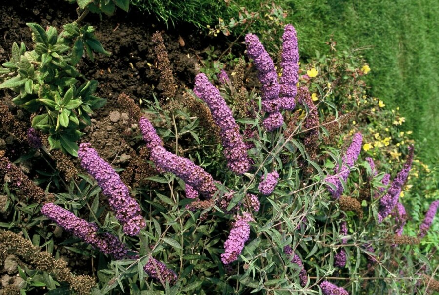 Schmetterlingsstrauch 'Nanho Blue' Buddleja davidii 'Nanho Blue' strauch 30-40 C2 Buddleja davidii 'Nanho Blue' Strauch 30-40 cm