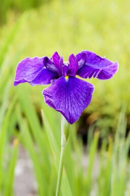 Japanische schwertlilie Iris laevigata 5-10 Topf P9 Iris laevigata
