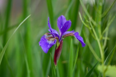 Blaue schwertlilie Iris setosa 5-10 Topf P9 Iris setosa