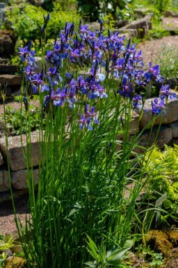 Sibirische schwertlilie Iris sibirica 'Blue King' 5-10 Topf P9 Iris sibirica 'Blue King'