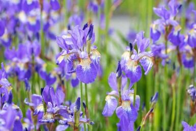 Sibirische schwertlilie Iris sibirica 5-10 Topf P9 Iris sibirica
