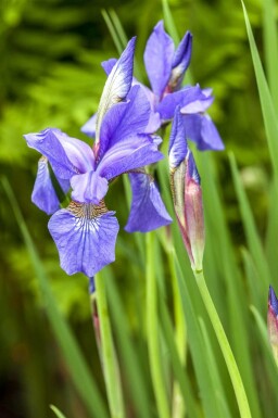 Sibirische schwertlilie Iris sibirica 5-10 Topf P9 Iris sibirica