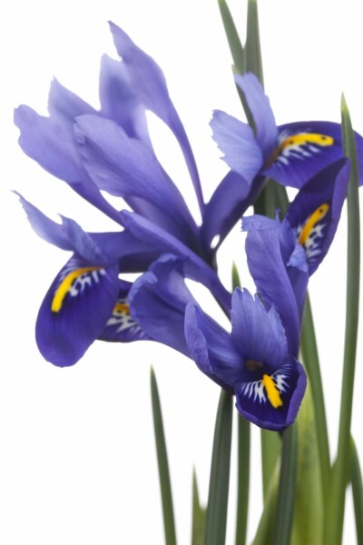 Blaue schwertlilie Iris versicolor 5-10 Topf P9 Iris versicolor