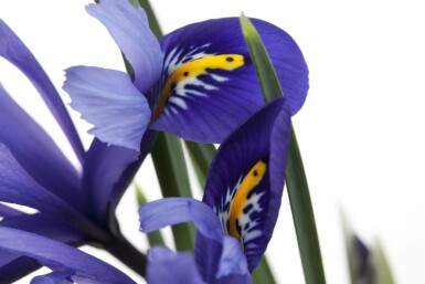 Blaue schwertlilie Iris versicolor 5-10 Topf P9 Iris versicolor