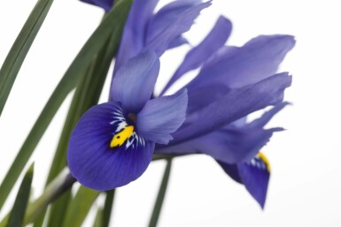 Blaue schwertlilie Iris versicolor 5-10 Topf P9 Iris versicolor