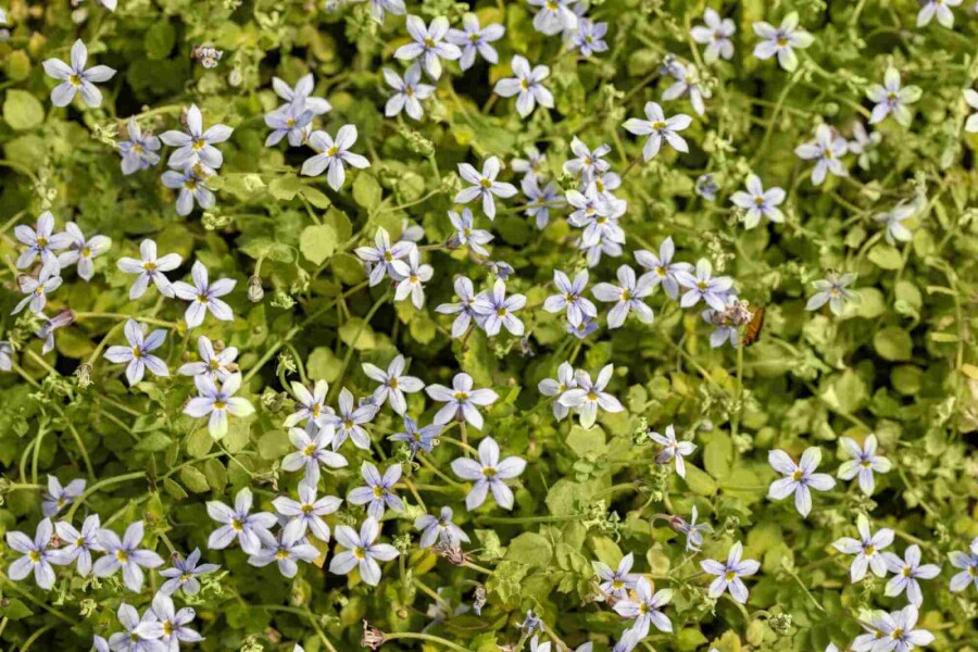 Australisches sternchen Isotoma fluviatilis 5-10 Topf P9 Isotoma fluviatilis