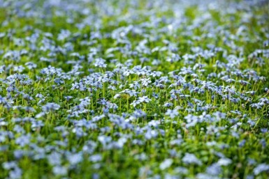 Australisches sternchen Isotoma fluviatilis 5-10 Topf P9 Isotoma fluviatilis