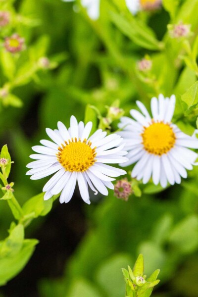 Großblütige Schönaster Kalimeris incisa 'Madiva' 5-10 Topf P9 Kalimeris incisa 'Madiva'